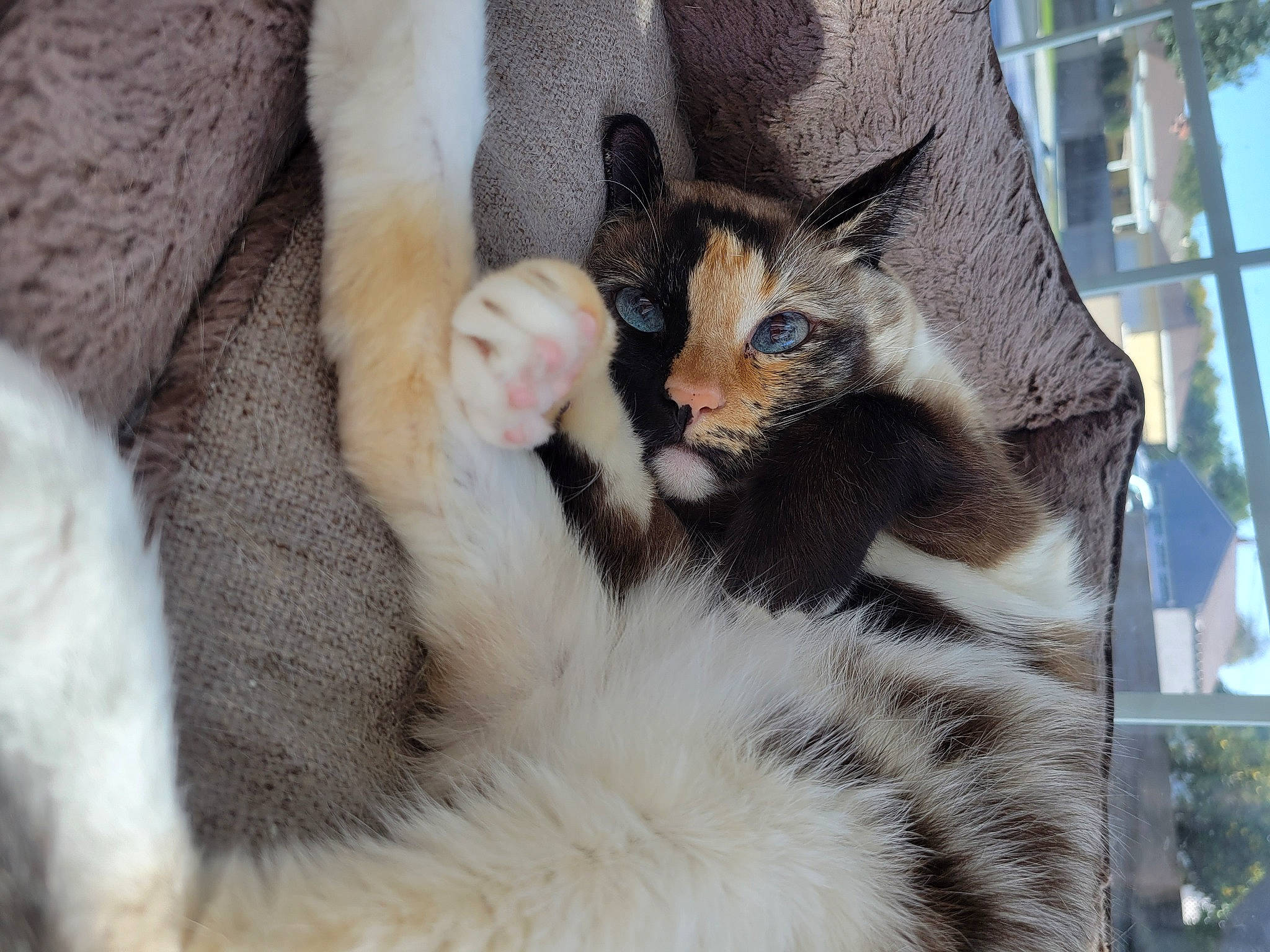 Cleopatra is registered to the contest to win money with this photo: carnivore, cat, cat_bed, claw, comfort, domestic_short_haired_cat, eye, fawn, felidae, fur, nap, paw, plant, small_to_medium_sized_cats, snout, tail, terrestrial_animal, tree, whiskers, wildlife