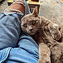 Beau is registered to the contest to win money with this photo: cat, grey_cat, green_eyes, ripped_jeans, legs, denim, indoor, living_room, coffee_table, rug, furniture, relaxing, pet, feline, whiskers, fur, close_up, casual, home, cozy