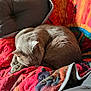 cat, sleeping, quilt, colorful, chair, cozy, feline, fur, indoor, resting, pet, curled_up, comfort, home, nap, soft, warm, quiet, relaxed, cushion