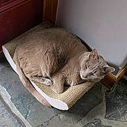 Morris joined the competition — help win amazing prizes! cat, gray_cat, pet, animal, scratch_pad, floor, stone_floor, door, wooden_door, wall, indoor, resting, sleepy, curled_up, cozy, fur, whiskers, tail, ears, paw