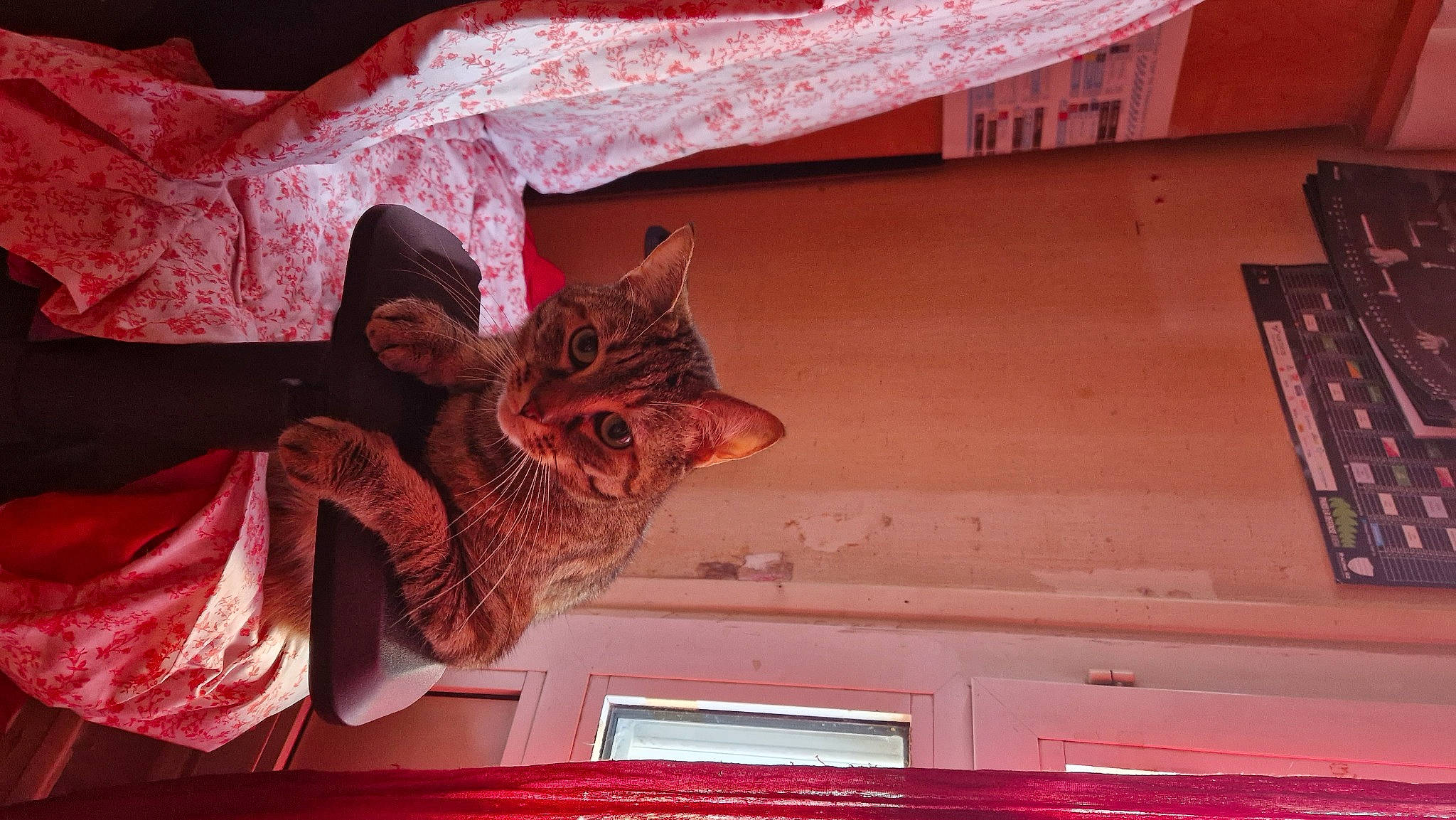 Grizette participe au concours pour gagner de l'argent avec cette photo : building, carmine, cat, facade, felidae, fur, glasses, hat, magenta, pattern, peach, pink, room, small_to_medium_sized_cats, temple, tints_and_shades, visual_arts, whiskers, window, wood