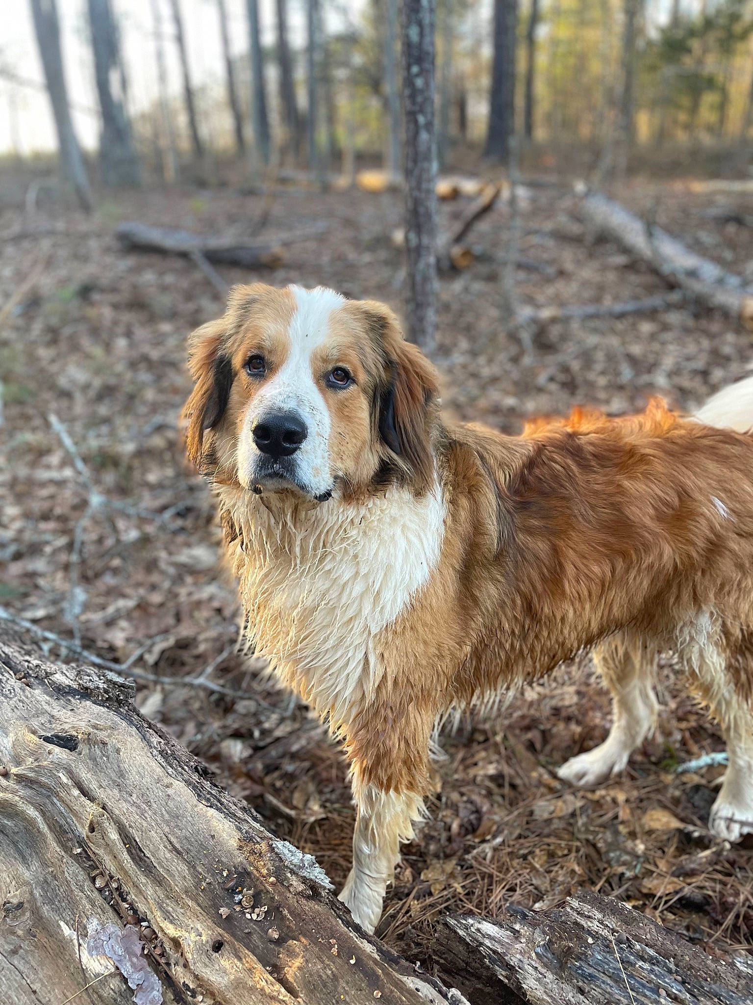 Amos joined the competition — help win amazing prizes! canidae, carnivore, companion_dog, dog, dog_breed, forest, fur, gun_dog, hunting_dog, natural_landscape, plant, snout, soil, sporting_group, terrestrial_animal, tree, wildlife, wood, woodland, working_dog