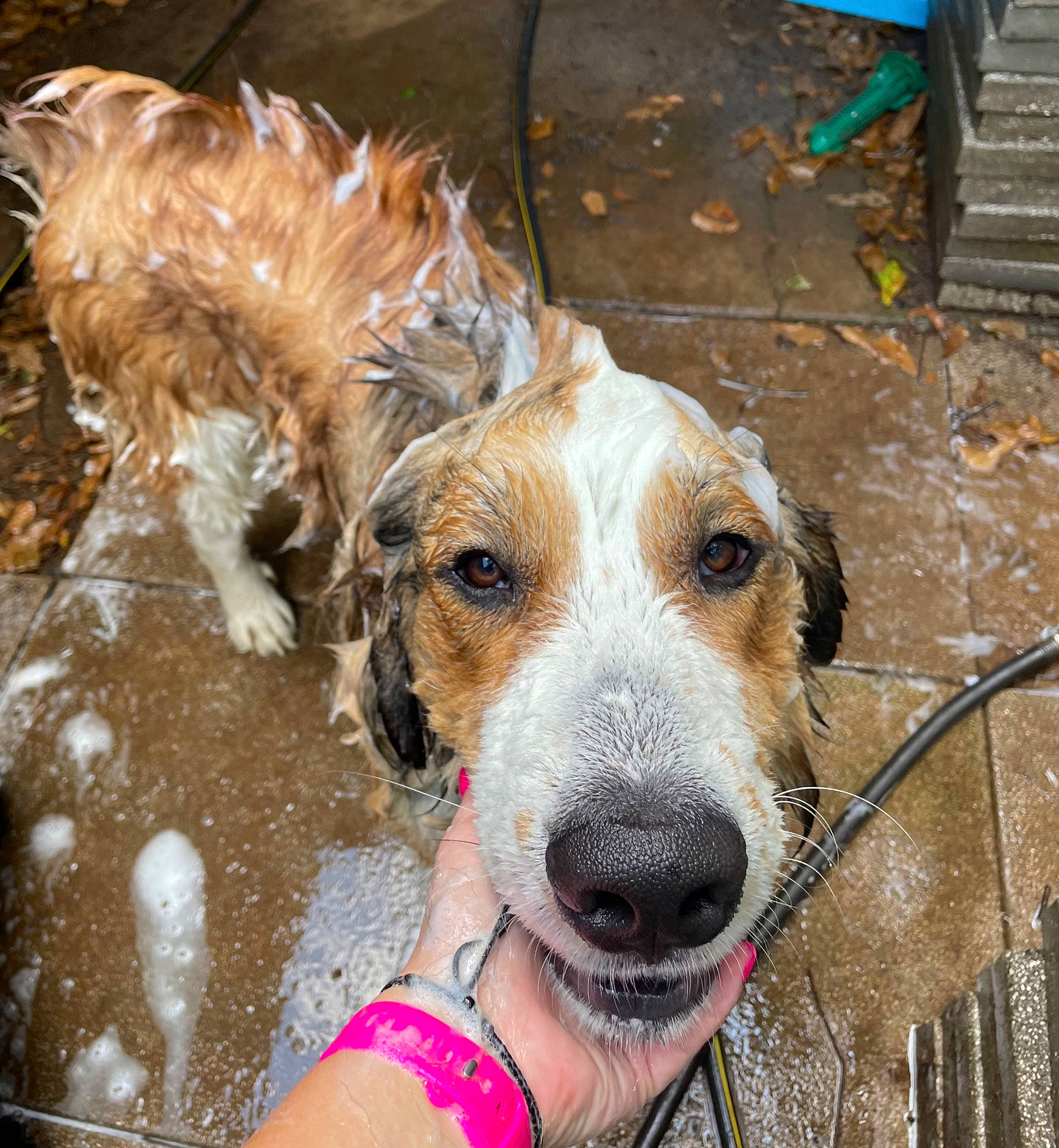 Amos joined the competition — help win amazing prizes! canidae, carnivore, collar, companion_dog, dog, dog_breed, dog_collar, fawn, fur, leash, mammal, pet_supply, small_terrier, snout, sporting_group, terrier, welsh_terrier, working_animal, working_dog, working_terrier