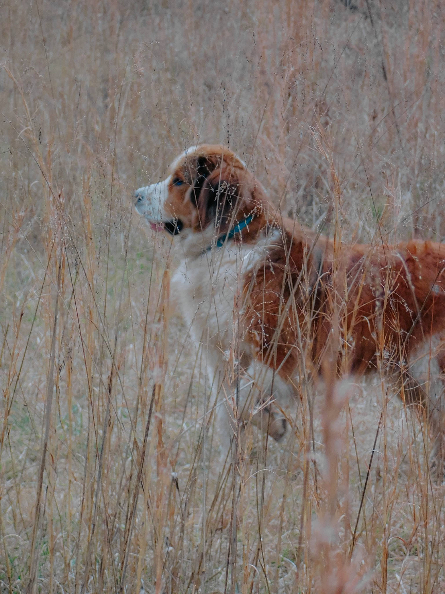 Amos is registered to the contest to win money with this photo: borzoi, canidae, carnivore, dog, dog_breed, event, fireworks, grass, gun_dog, retriever, snow, sporting_group, tail, terrestrial_animal, wildlife, winter