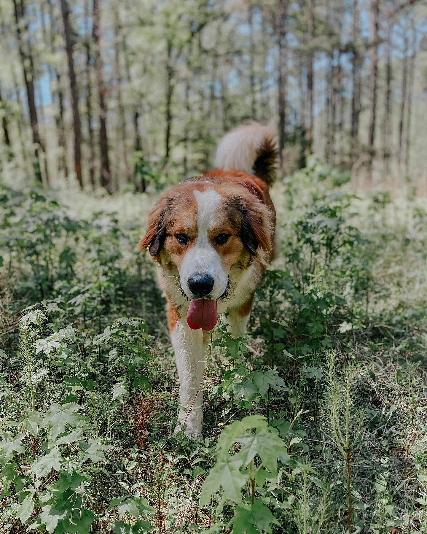 Amos is registered to the contest to win money with this photo: ball, canidae, carnivore, companion_dog, dog, dog_breed, fawn, forest, grass, gun_dog, hunting_dog, liver, natural_landscape, plant, pointing_breed, sporting_group, tail, tree, woodland, working_dog