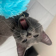 Spaz is registered to the contest to win money with this photo: cat, gray_cat, pet, animal, whiskers, tongue, playful, feline, fur, ears, toy, blue_toy, indoor, house, closeup, portrait, cute, mouth_open, curious, domestic_cat