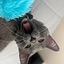 cat, gray_cat, pet, animal, whiskers, tongue, playful, feline, fur, ears, toy, blue_toy, indoor, house, closeup, portrait, cute, mouth_open, curious, domestic_cat