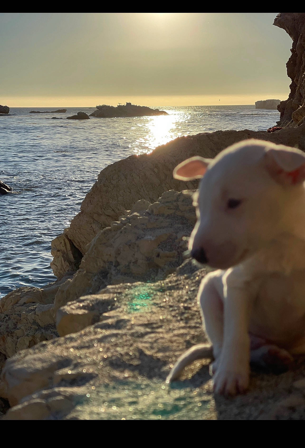 Dug is registered to the contest to win money with this photo: calm, companion_dog, evening, grass, happy, horizon, lake, landscape, light, ocean, rock, sky, stuffed_toy, sunlight, sunset, terrestrial_animal, toy, water, wind_wave, wood