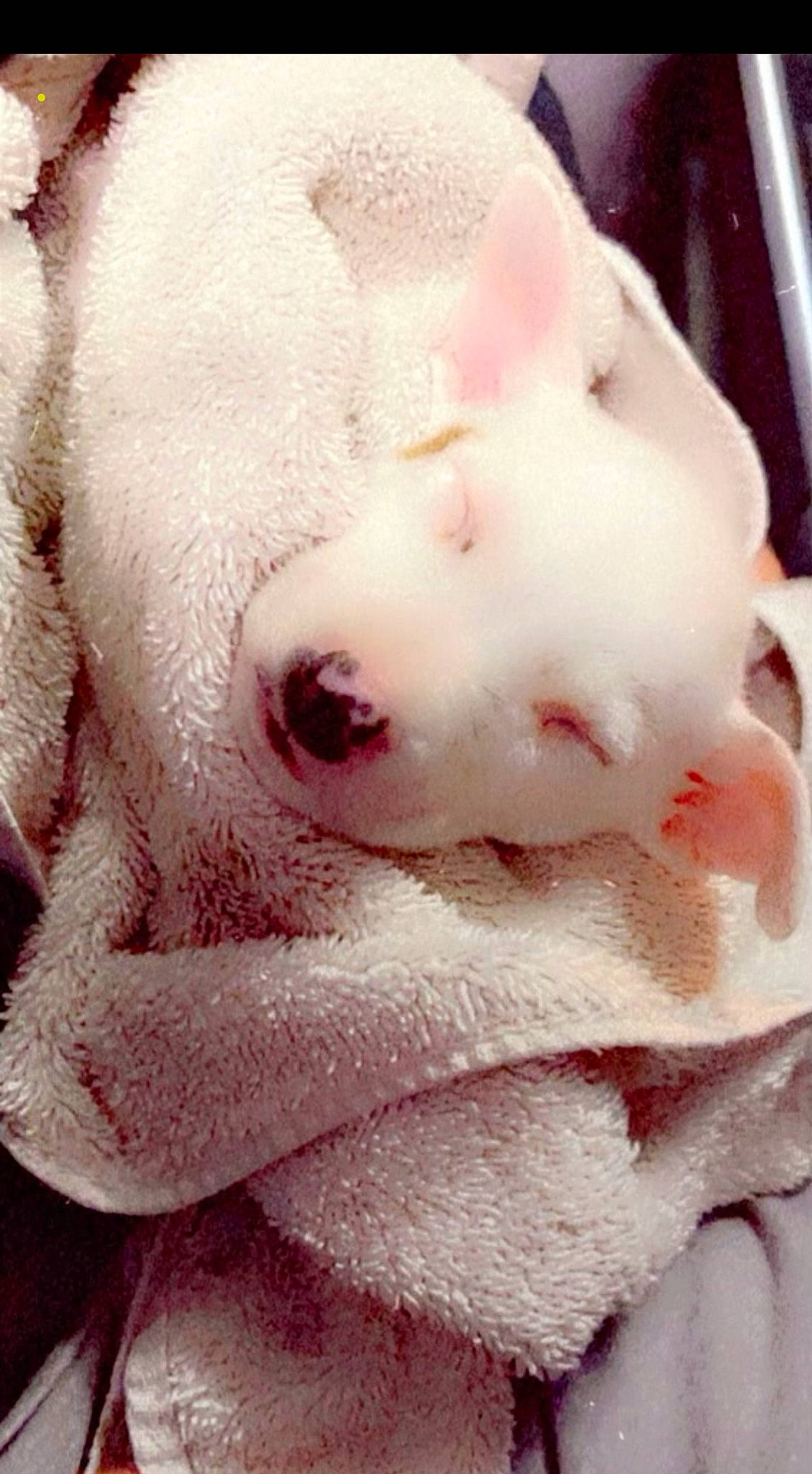 Dug joined the competition — help win amazing prizes! carnivore, close_up, dog_breed, eye, fang, fawn, fur, head, ingredient, jaw, macro_photography, magenta, non_sporting_group, petal, pink, snout, sweetness, terrestrial_animal, whiskers, working_animal