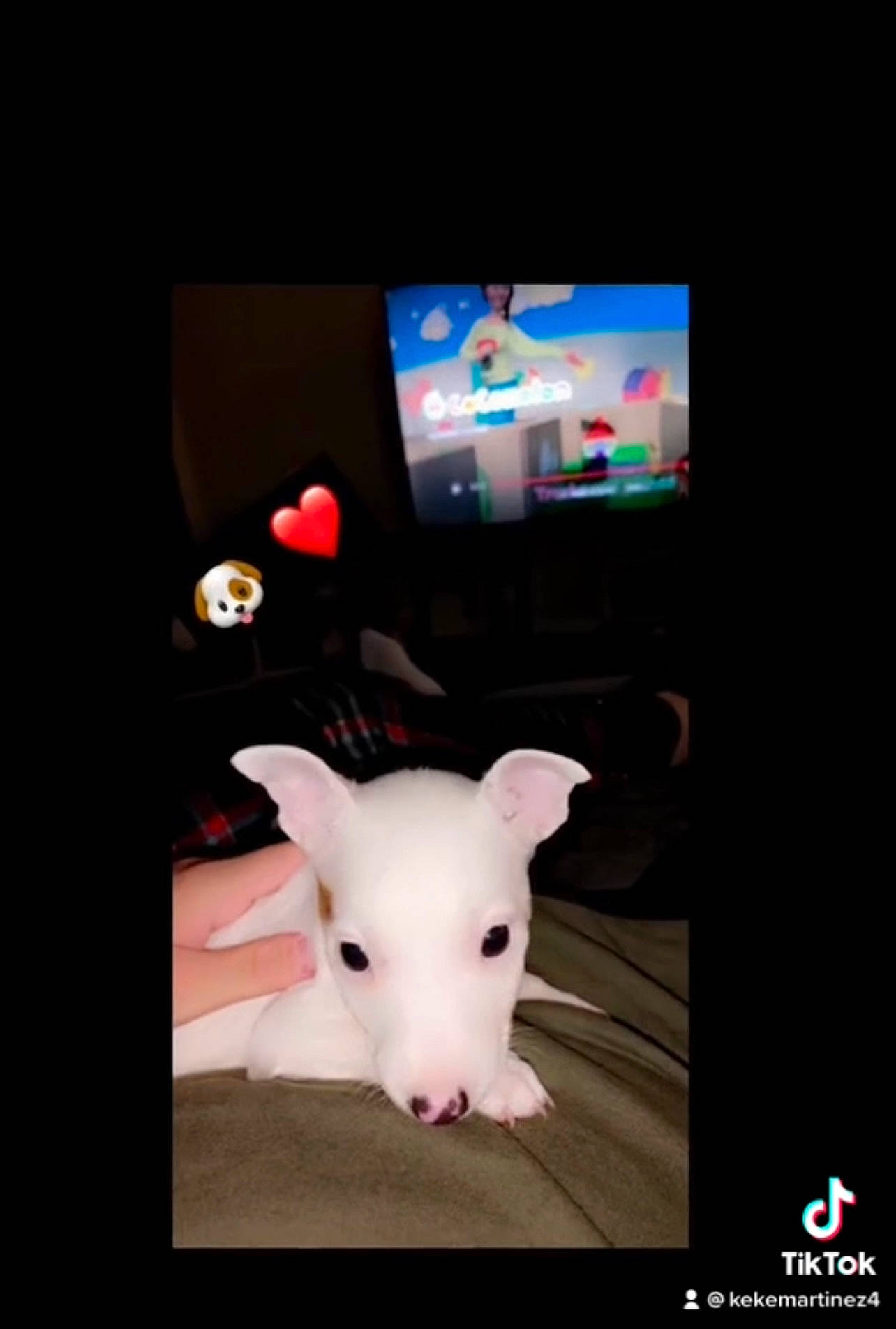 Dug is registered to the contest to win money with this photo: carmine, companion_dog, darkness, display_device, dog_breed, electronic_device, fawn, felidae, fictional_character, flooring, font, fur, gadget, magenta, petal, photo_caption, snout, stuffed_toy, tail, whiskers