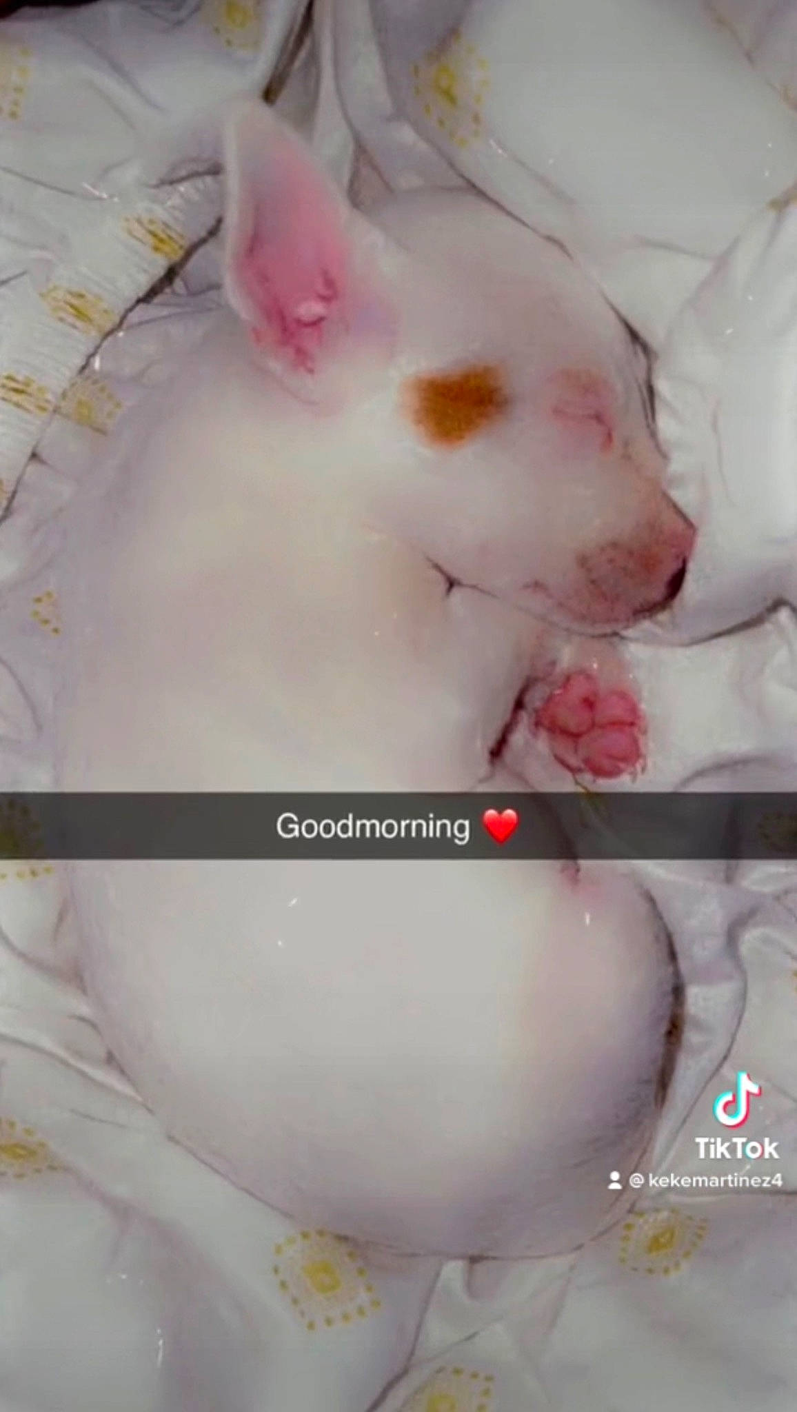 Dug joined the competition — help win amazing prizes! companion_dog, ear, font, fur, happy, pattern, photo_caption, pink, snout, terrestrial_animal, whiskers, white