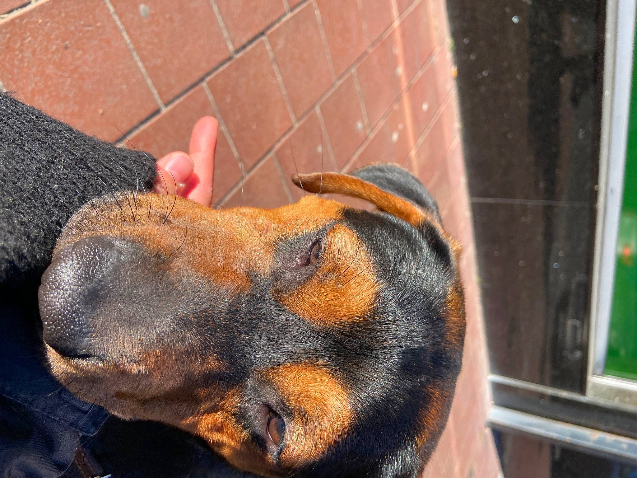 Rocky a rejoint le concours — aidez-le/la à gagner de superbes lots ! brick, canidae, carnivore, collar, companion_dog, dobermann, dog, dog_breed, ear, fawn, fur, guard_dog, liver, pet_supply, snout, sporting_group, whiskers, window, working_animal, working_dog