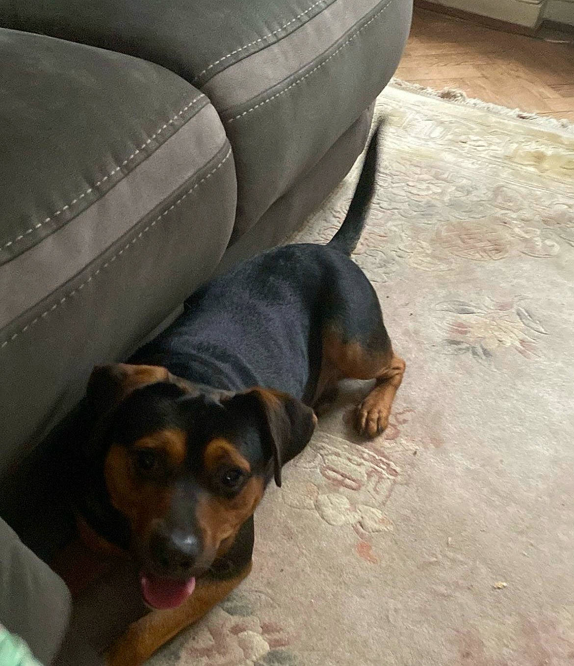 Rocky a rejoint le concours — aidez-le/la à gagner de superbes lots ! automotive_tire, canidae, carnivore, comfort, companion_dog, dog, dog_breed, flooring, paw, pet_supply, sharing, snout, sporting_group, terrestrial_animal, tints_and_shades, working_animal, working_dog