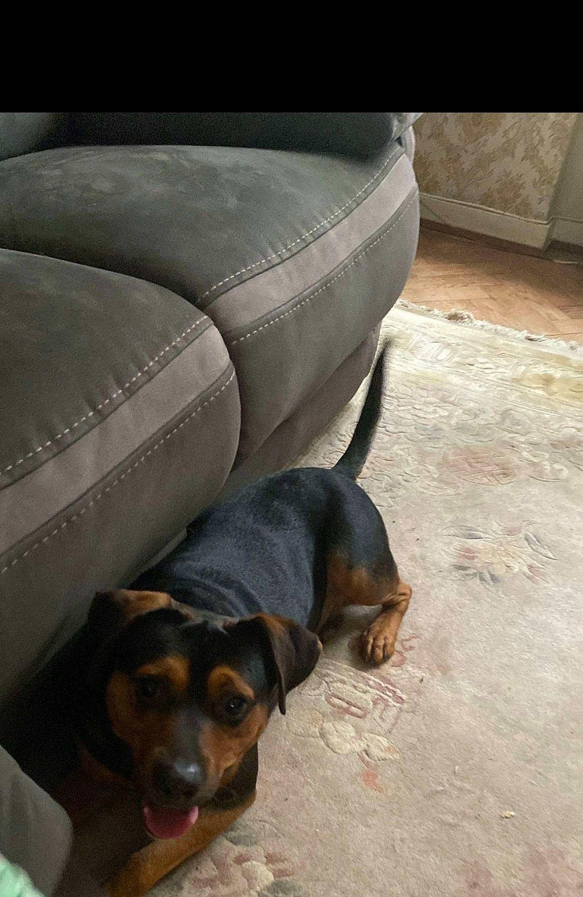 Rocky a rejoint le concours — aidez-le/la à gagner de superbes lots ! automotive_tire, carnivore, comfort, companion_dog, couch, dog, dog_breed, floor, flooring, sporting_group, terrestrial_animal, tints_and_shades, working_animal, working_dog