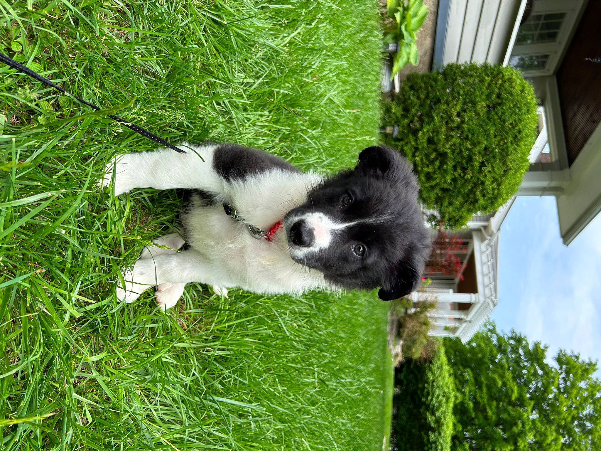Tucker joined the competition — help win amazing prizes! ball, border_collie, canidae, carnivore, companion_dog, dog, dog_breed, grass, herding_dog, non_sporting_group, plant, sky, sporting_group, tail, tree, working_dog, yard
