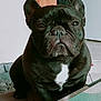 Olly participe au concours pour gagner de l'argent avec cette photo : animal, boxer, bulldog, canine, dog, frenchbulldog, pet, pitbull, puppy