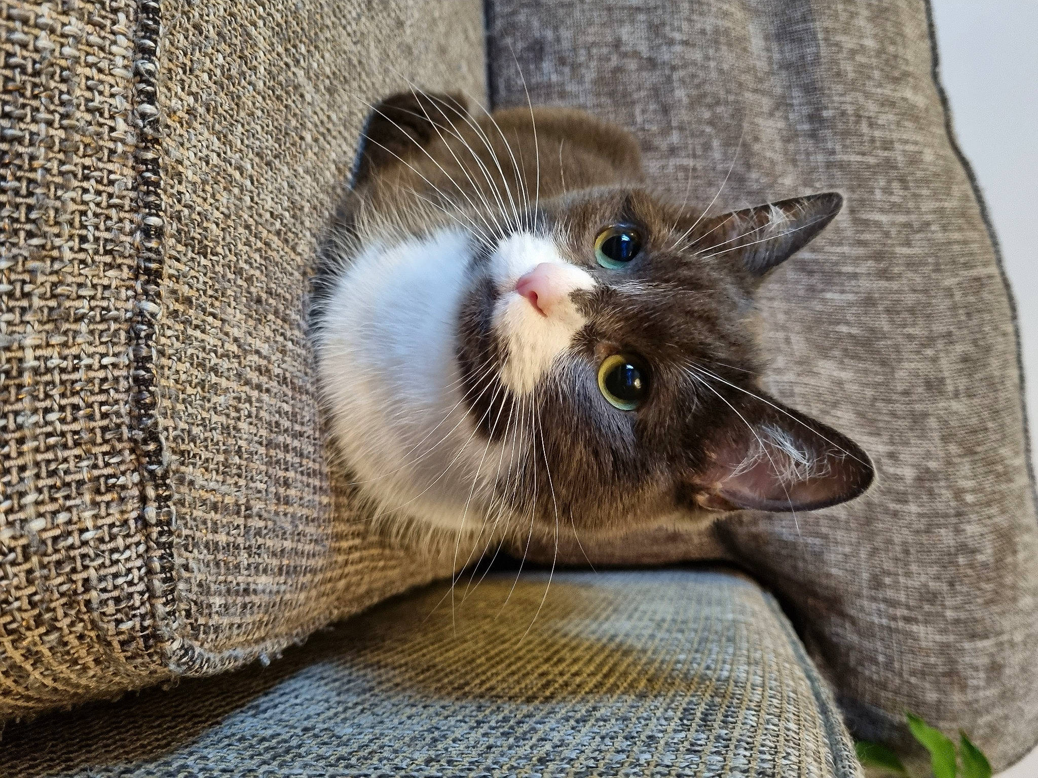 Felga joined the competition — help win amazing prizes! carnivore, cat, cat_supply, claw, comfort, domestic_short_haired_cat, fang, felidae, fur, grey, linens, paw, small_to_medium_sized_cats, snout, terrestrial_animal, whiskers