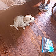 Pie joined the competition — help win amazing prizes! puppy, dog, wooden_floor, indoor, bed, blanket, person, shoes, plastic_bag, toiletries, small_dog, floor, legs, patterned_shoes, white_dog, tan_dog, sitting, cozy, shadow, warm_lighting