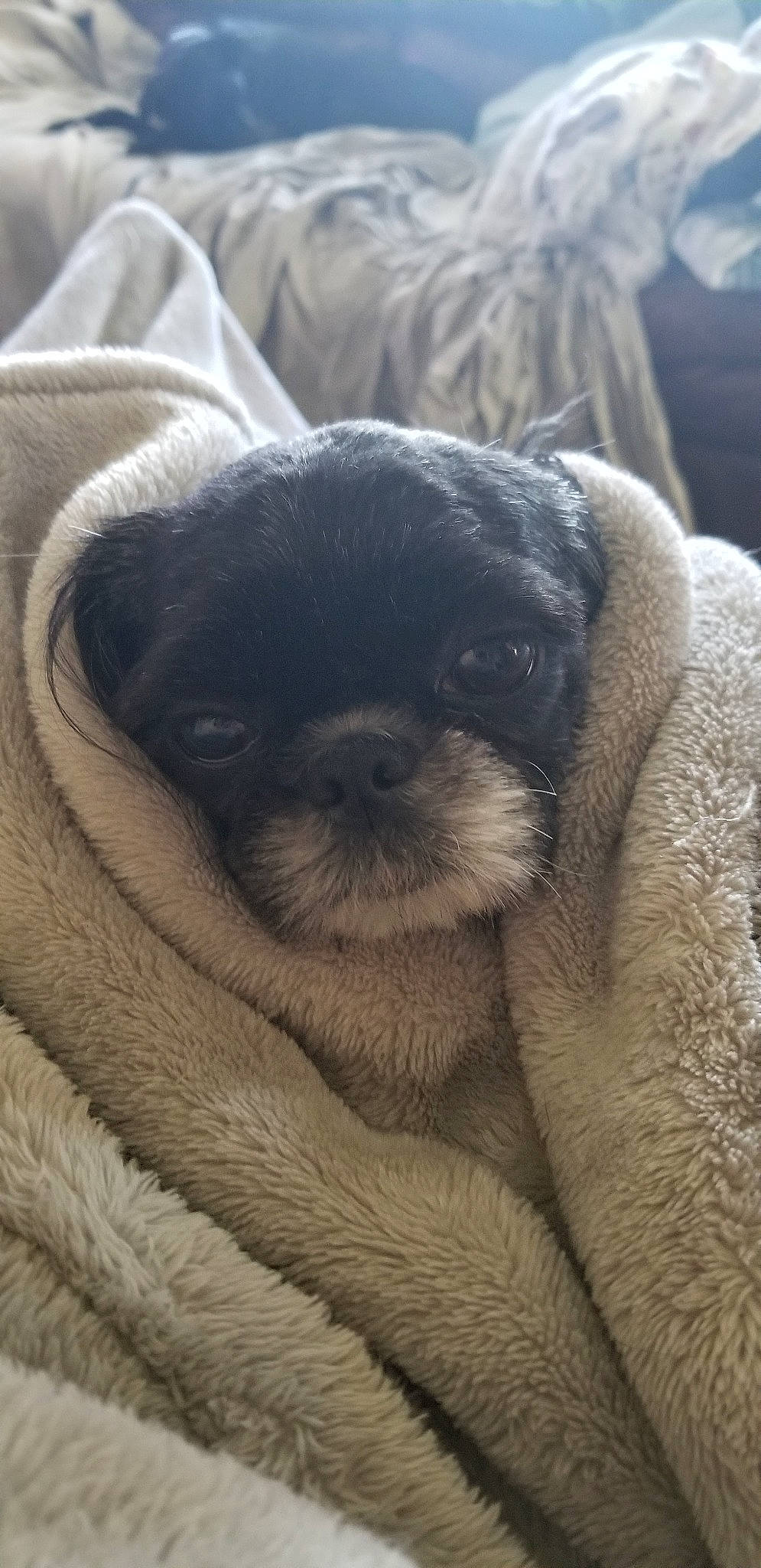 Cassie is registered to the contest to win money with this photo: canidae, carnivore, comfort, companion_dog, dog_breed, fawn, fur, hat, marine_mammal, nap, paw, sporting_group, terrestrial_animal, toy_dog, whiskers, wildlife, working_animal, wrinkle