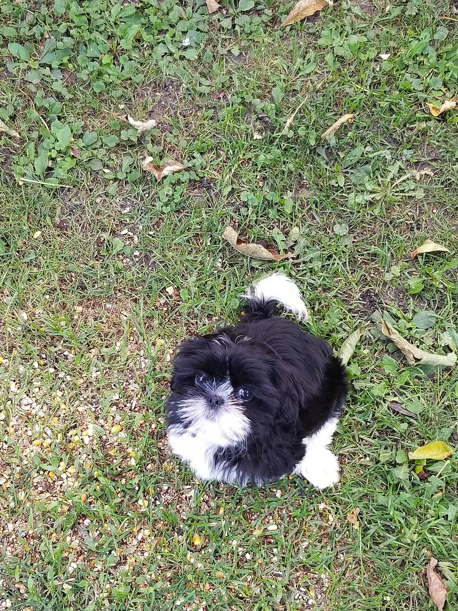 Cassie is registered to the contest to win money with this photo: canidae, carnivore, chinese_imperial_dog, cockapoo, dog, dog_breed, grass, havanese, kyi_leo, lhasa_apso, non_sporting_group, puppy, shih_tzu, sporting_group, tibetan_terrier, toy_dog