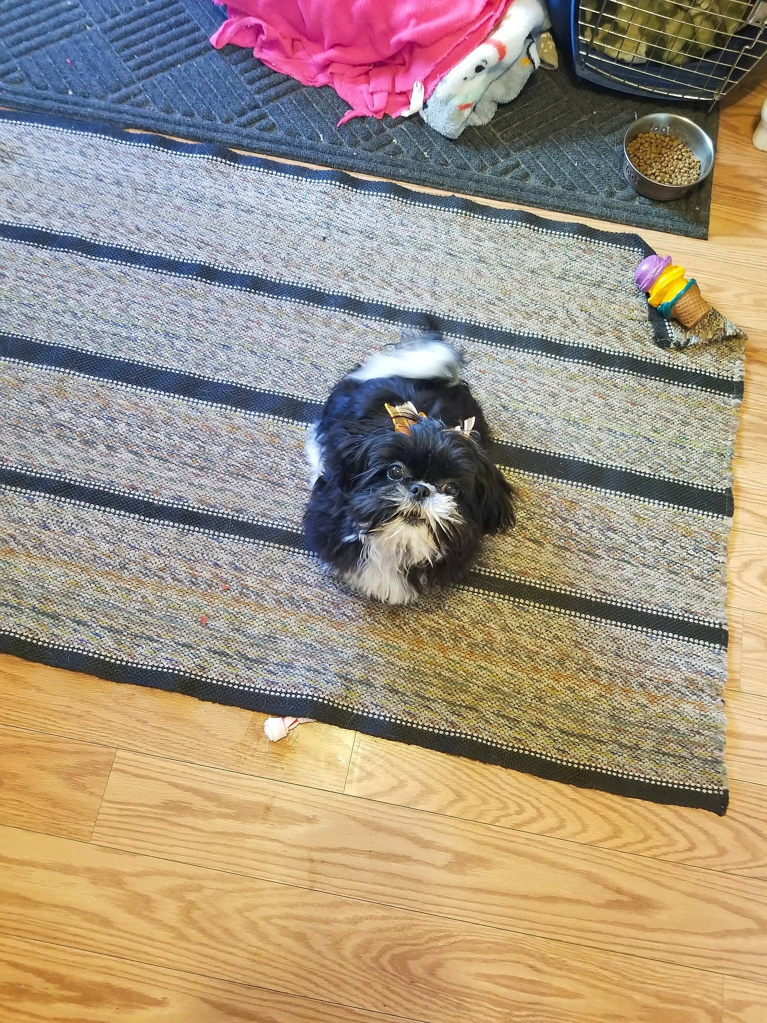 Cassie joined the competition — help win amazing prizes! canidae, carnivore, cavalier_king_charles_spaniel, companion_dog, dog, dog_breed, floor, flooring, hardwood, miniature_schnauzer, morkie, puppy, schnauzer, shih_tzu, toy_dog