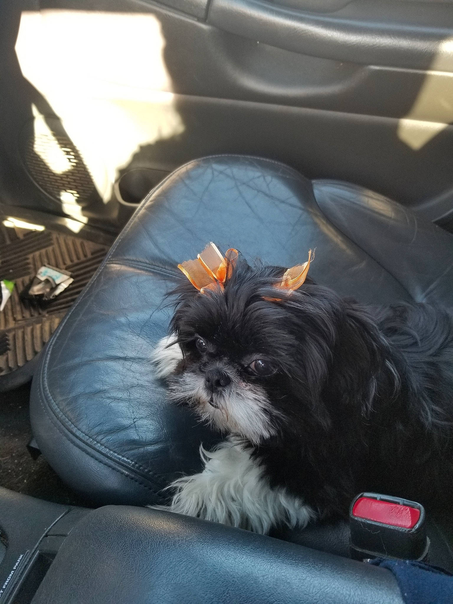 Cassie is registered to the contest to win money with this photo: affenpinscher, bolonka, cairn_terrier, canidae, carnivore, chinese_imperial_dog, companion_dog, dog, dog_breed, lhasa_apso, maltese, morkie, non_sporting_group, pekapoo, puppy, schnoodle, shih_tzu, toy_dog, vehicle, yorkshire_terrier