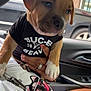 animal, car_door, car_interior, casual, closeup, clothing, cute, dog, hand, holding, indoor, jewelry, person, pet, puppy, rings, seat, tshirt, window, young_animal