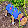 Chanel is registered to the contest to win money with this photo: animal, blue_shirt, brown_puppy, collar, cute, dog, floral_collar, greenery, ground, leash, mulch, nature, outdoor, pet, plants, puppy, small_dog, sniffing, white_paws, young_dog