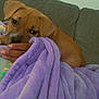 Chanel joined the competition — help win amazing prizes! animal, blanket, brown, comfort, couch, cozy, cute, dog, domestic, friendly, fur, hand, indoor, pet, puppy, purple, relaxing, snuggling, soft, young