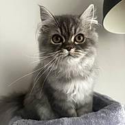 Leo joined the competition — help win amazing prizes! cat, kitten, fluffy, gray, white, pet, cute, fur, whiskers, eyes, indoor, lamp, cozy, soft, bed, animal, portrait, feline, young, curious