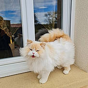 Balisto participe au concours pour gagner de l'argent avec cette photo : cat, fluffy, cream_color, white_color, windowsill, window, glass, reflection, outdoor, house, pet, animal, feline, meowing, fur, ears, tail, sky, tree, daylight