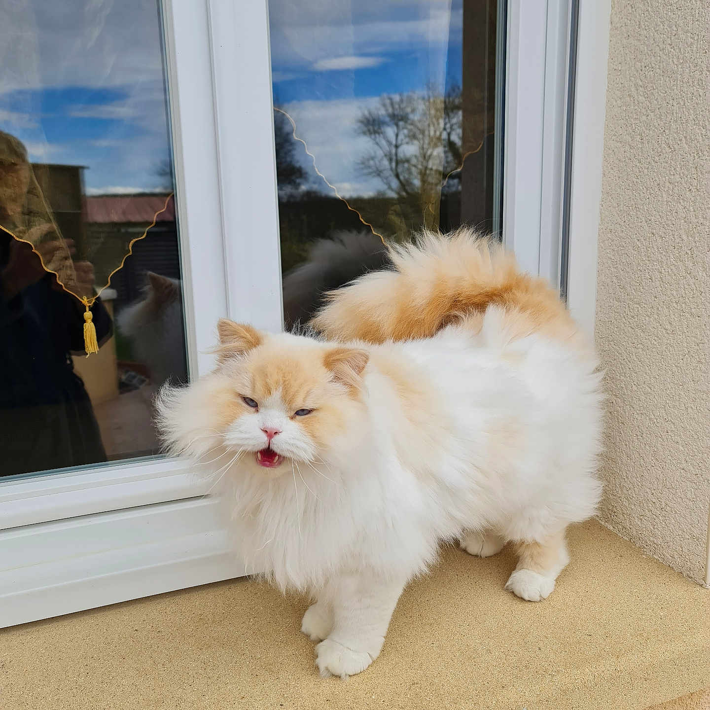 Balisto participe au concours pour gagner de l'argent avec cette photo : cat, fluffy, cream_color, white_color, windowsill, window, glass, reflection, outdoor, house, pet, animal, feline, meowing, fur, ears, tail, sky, tree, daylight