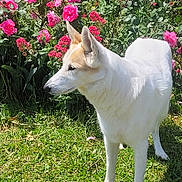 Joy participe au concours pour gagner de l'argent avec cette photo : dog, white_dog, tan_patch, grass, garden, flower_bush, pink_flowers, red_flowers, sunlight, outdoor, pet, animal, canine, nature, plants, greenery, summer, flora, side_view, standing