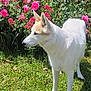dog, white_dog, tan_patch, grass, garden, flower_bush, pink_flowers, red_flowers, sunlight, outdoor, pet, animal, canine, nature, plants, greenery, summer, flora, side_view, standing