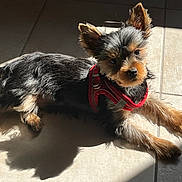 Angelo a rejoint le concours — aidez-le/la à gagner de superbes lots ! dog, puppy, red_harness, black_fur, brown_fur, tile_floor, sunlight, shadow, pet, animal, cute, small_dog, domestic_animal, relaxing, indoors, fur, ears, alert, lying_down, bright_light