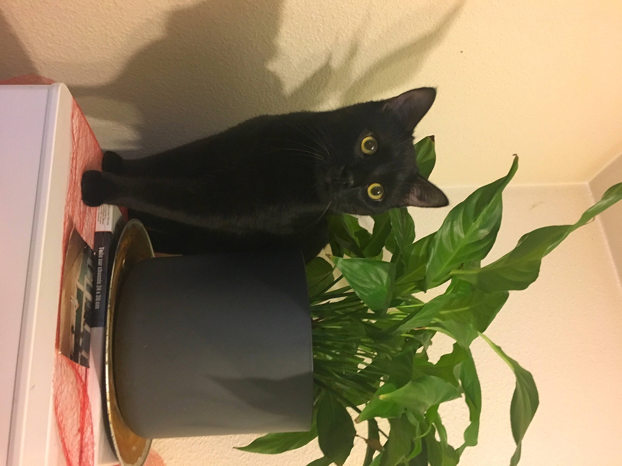 Puma a rejoint le concours — aidez-le/la à gagner de superbes lots ! black, black_cat, bombay, carnivore, cat, domestic_short_haired_cat, felidae, flower, green, houseplant, leaf, plant, small_to_medium_sized_cats, tail, whiskers