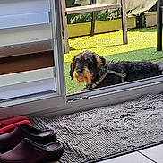 Doudou a rejoint le concours — aidez-le/la à gagner de superbes lots ! dog, sliding_door, outdoor, green_carpet, rug, clogs, red_cloth, window_frame, floor_tiles, home_interior, pet, resting, curious, sunlight, shadow, furniture, door_frame, domestic, animal, leash