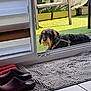 dog, sliding_door, outdoor, green_carpet, rug, clogs, red_cloth, window_frame, floor_tiles, home_interior, pet, resting, curious, sunlight, shadow, furniture, door_frame, domestic, animal, leash