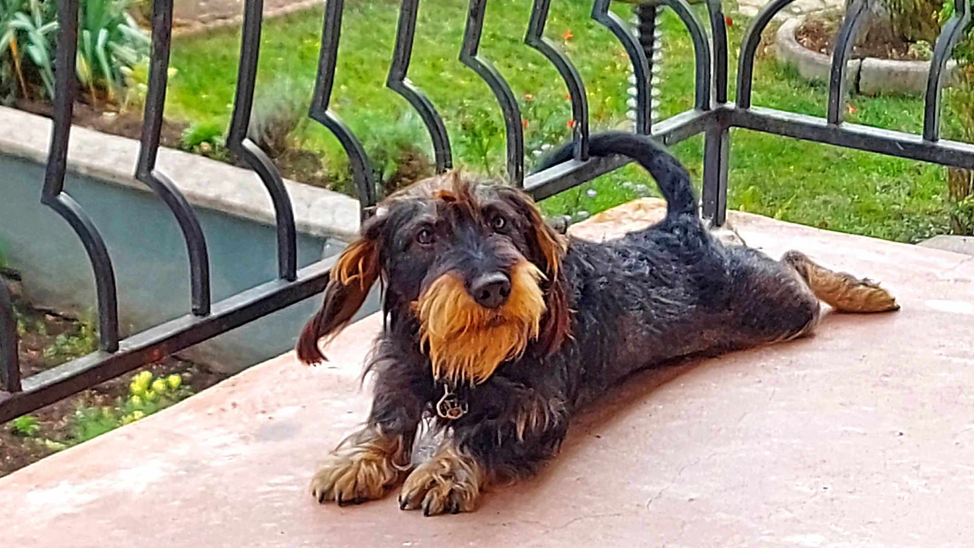 Doudou participe au concours pour gagner de l'argent avec cette photo : dog, pet, outdoor, garden, fence, grass, animal, canine, laying_down, curious, beard, fur, paw, snout, ear, tail, patio, nature, daytime, relaxed