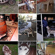 Apache a rejoint le concours — aidez-le/la à gagner de superbes lots ! dog, husky, man, cat, outdoor, indoor, pet, animal, playing, resting, hat, garden, grass, floor, bench, car, toy, person, interaction, portrait