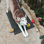Apache participe au concours pour gagner de l'argent avec cette photo : animal, brown_and_white, canine, ceramic_statue, decor, dog, flamingo, garden, heterochromia, husky, mat, mushroom, outdoor, pet, plant, playful, stone, stretching, tile_floor, toy
