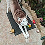 animal, brown_and_white, canine, ceramic_statue, decor, dog, flamingo, garden, heterochromia, husky, mat, mushroom, outdoor, pet, plant, playful, stone, stretching, tile_floor, toy