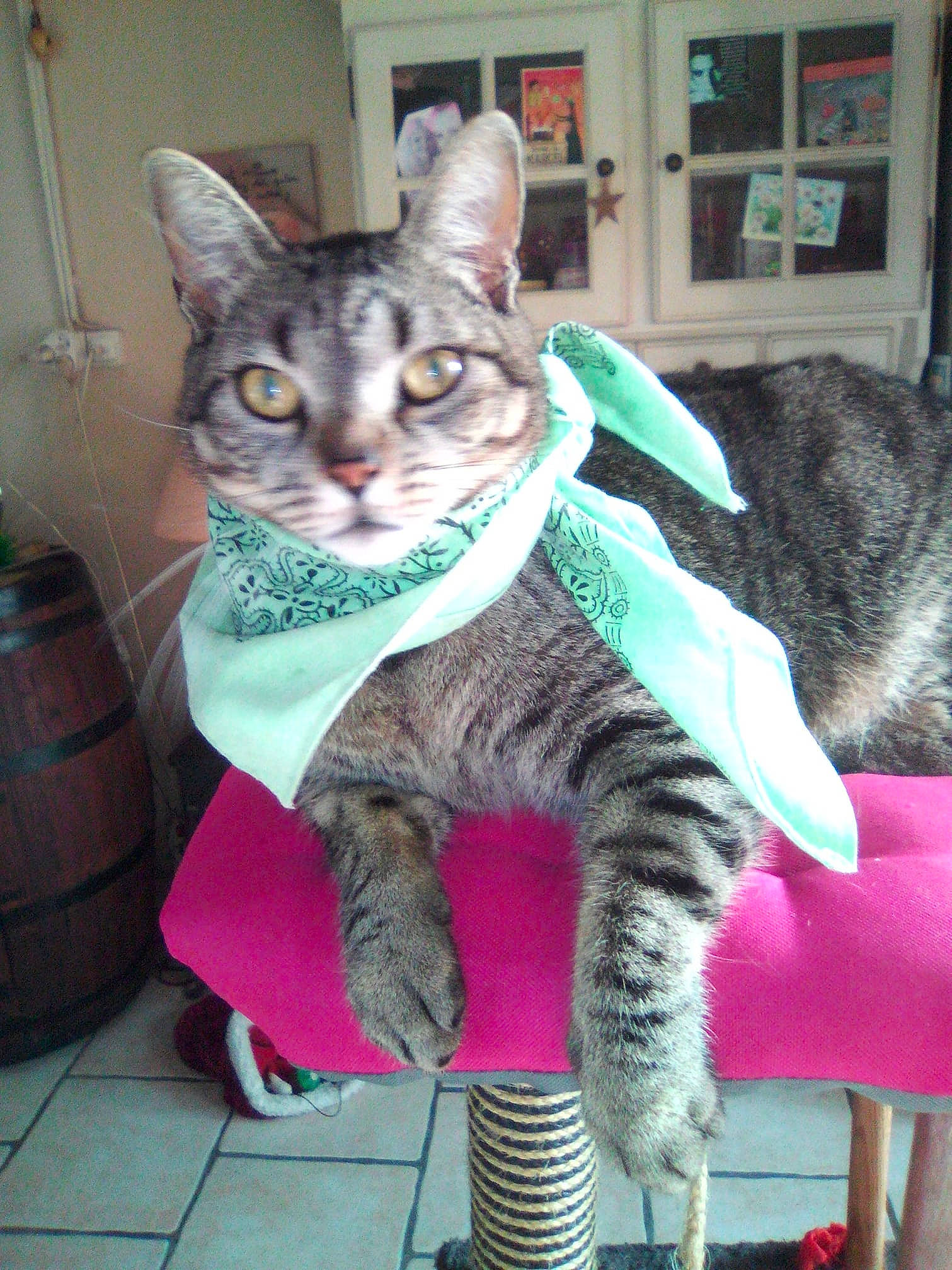 Elvis participe au concours pour gagner de l'argent avec cette photo : american_shorthair, asian, california_spangled, carnivore, cat, chausie, domestic_short_haired_cat, dragon_li, egyptian_mau, european_shorthair, felidae, german_rex, mammal, ocicat, oriental_shorthair, pixie_bob, small_to_medium_sized_cats, tabby_cat, vertebrate, whiskers