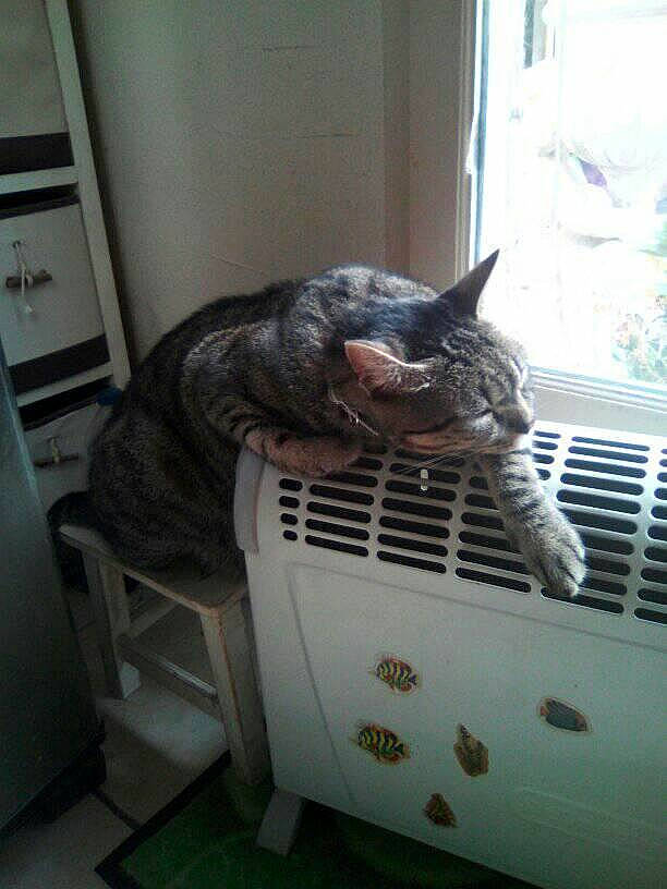 Elvis participe au concours pour gagner de l'argent avec cette photo : american_shorthair, carnivore, cat, domestic_short_haired_cat, egyptian_mau, european_shorthair, felidae, ocicat, savannah, small_to_medium_sized_cats, whiskers