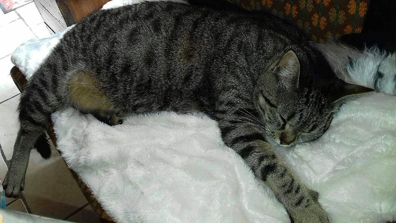 Elvis participe au concours pour gagner de l'argent avec cette photo : american_shorthair, asian, california_spangled, carnivore, cat, cat_bed, domestic_short_haired_cat, dragon_li, european_shorthair, felidae, fur, german_rex, mammal, nap, sleep, small_to_medium_sized_cats, tabby_cat, tail, whiskers