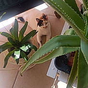 Betty participe au concours pour gagner de l'argent avec cette photo : cat, calico, plant, potted_plant, aloe_vera, indoor, floor, tile, furniture, pet, animal, green, leaf, nature, relaxing, curious, domestic, home, sunlight, shadow