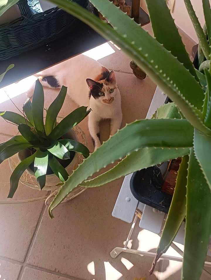 Betty participe au concours pour gagner de l'argent avec cette photo : cat, calico, plant, potted_plant, aloe_vera, indoor, floor, tile, furniture, pet, animal, green, leaf, nature, relaxing, curious, domestic, home, sunlight, shadow