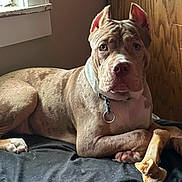 Salem is registered to the contest to win money with this photo: dog, brindle, bone, indoor, bed, resting, canine, collar, window, wooden_wall, pet, animal, fur, paw, snout, ears, looking, closeup, domestic, companion