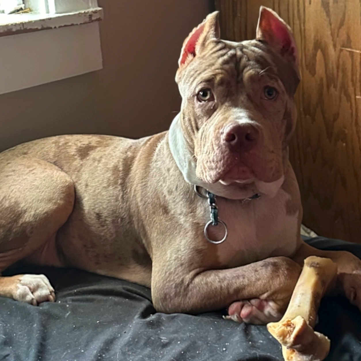 Salem is registered to the contest to win money with this photo: dog, brindle, bone, indoor, bed, resting, canine, collar, window, wooden_wall, pet, animal, fur, paw, snout, ears, looking, closeup, domestic, companion