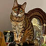 Nala joined the competition — help win amazing prizes! cat, tabby, green_eyes, feline, sitting, wooden_surface, vintage_clock, framed_photos, decor, indoor, pet, animal, portrait, domestic_cat, curious, whiskers, ears, tail, furniture, household